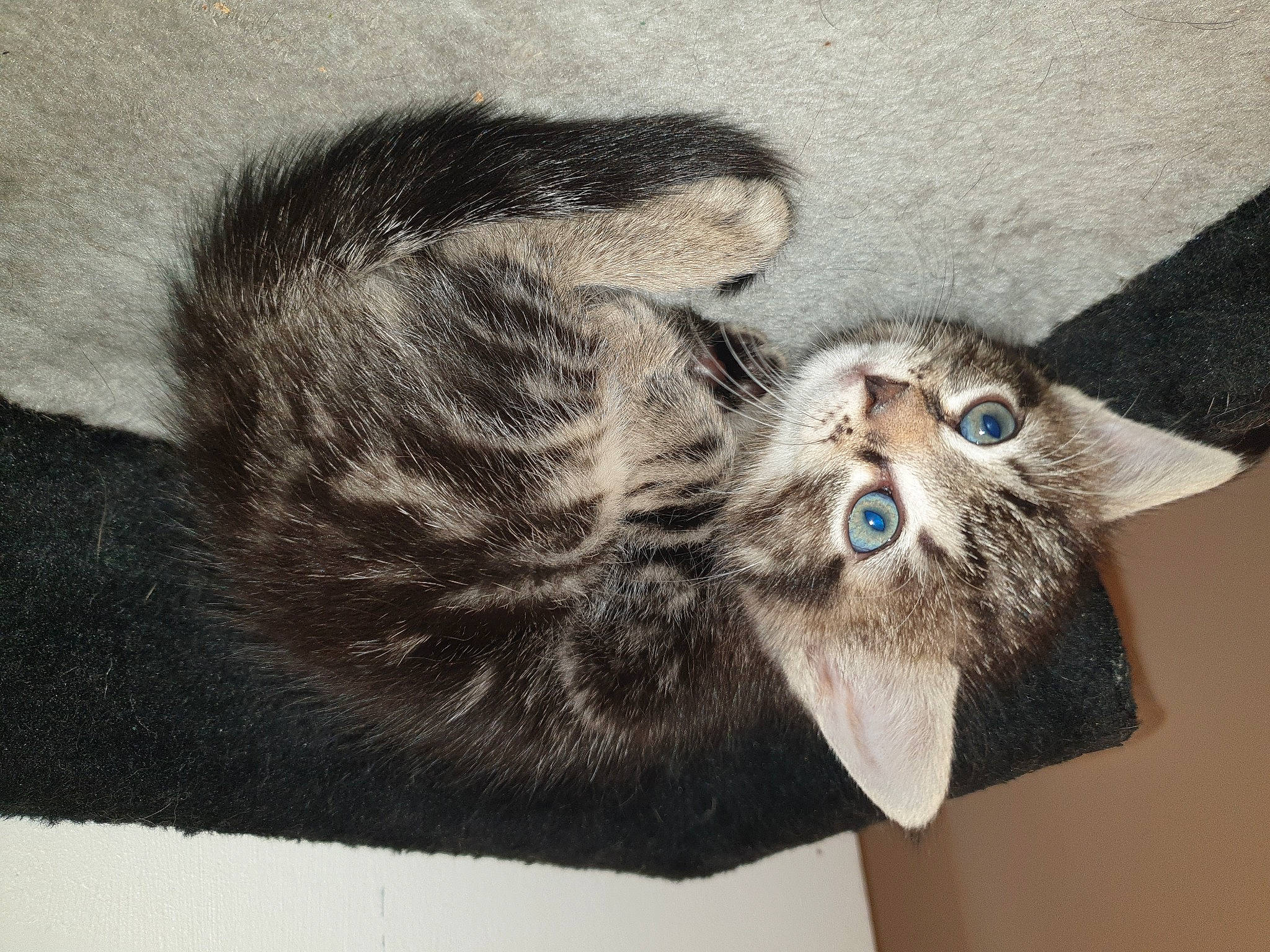 Isis a rejoint le concours — aidez-le/la à gagner de superbes lots ! art, carnivore, cat, claw, domestic_short_haired_cat, felidae, fur, grey, illustration, paw, small_to_medium_sized_cats, snout, tail, terrestrial_animal, visual_arts, whiskers