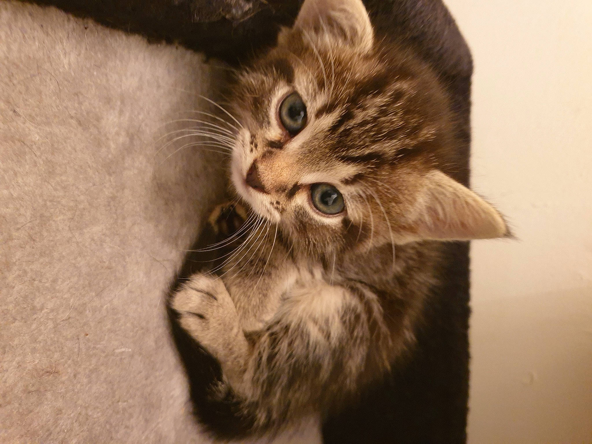 Isis a rejoint le concours — aidez-le/la à gagner de superbes lots ! carnivore, cat, claw, comfort, domestic_short_haired_cat, ear, fawn, felidae, fur, gesture, iris, paw, small_to_medium_sized_cats, snout, tail, terrestrial_animal, whiskers