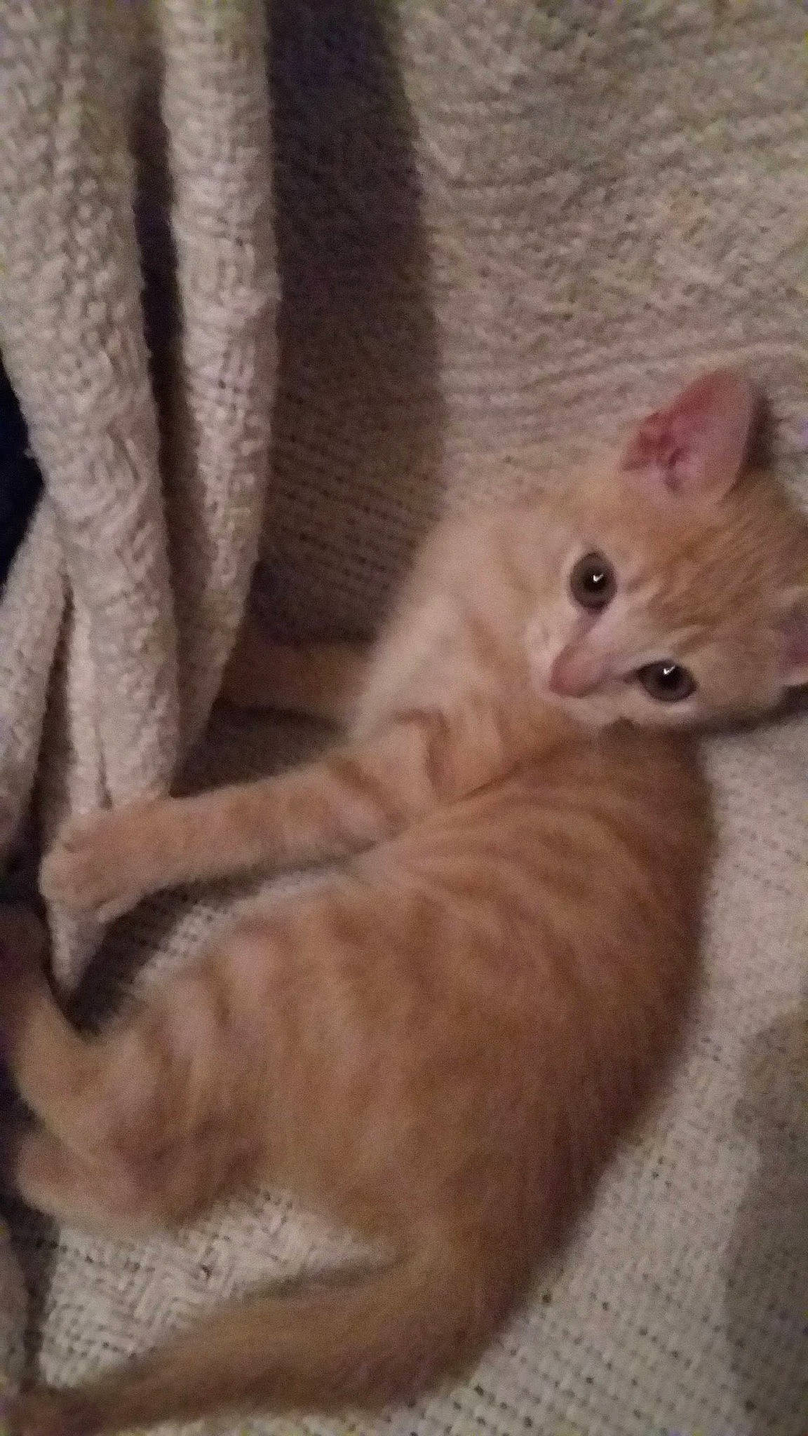 Okinawa a rejoint le concours — aidez-le/la à gagner de superbes lots ! carnivore, cat, claw, comfort, curtain, domestic_short_haired_cat, eye, fawn, felidae, fur, hardwood, paw, small_to_medium_sized_cats, snout, tail, whiskers, wood