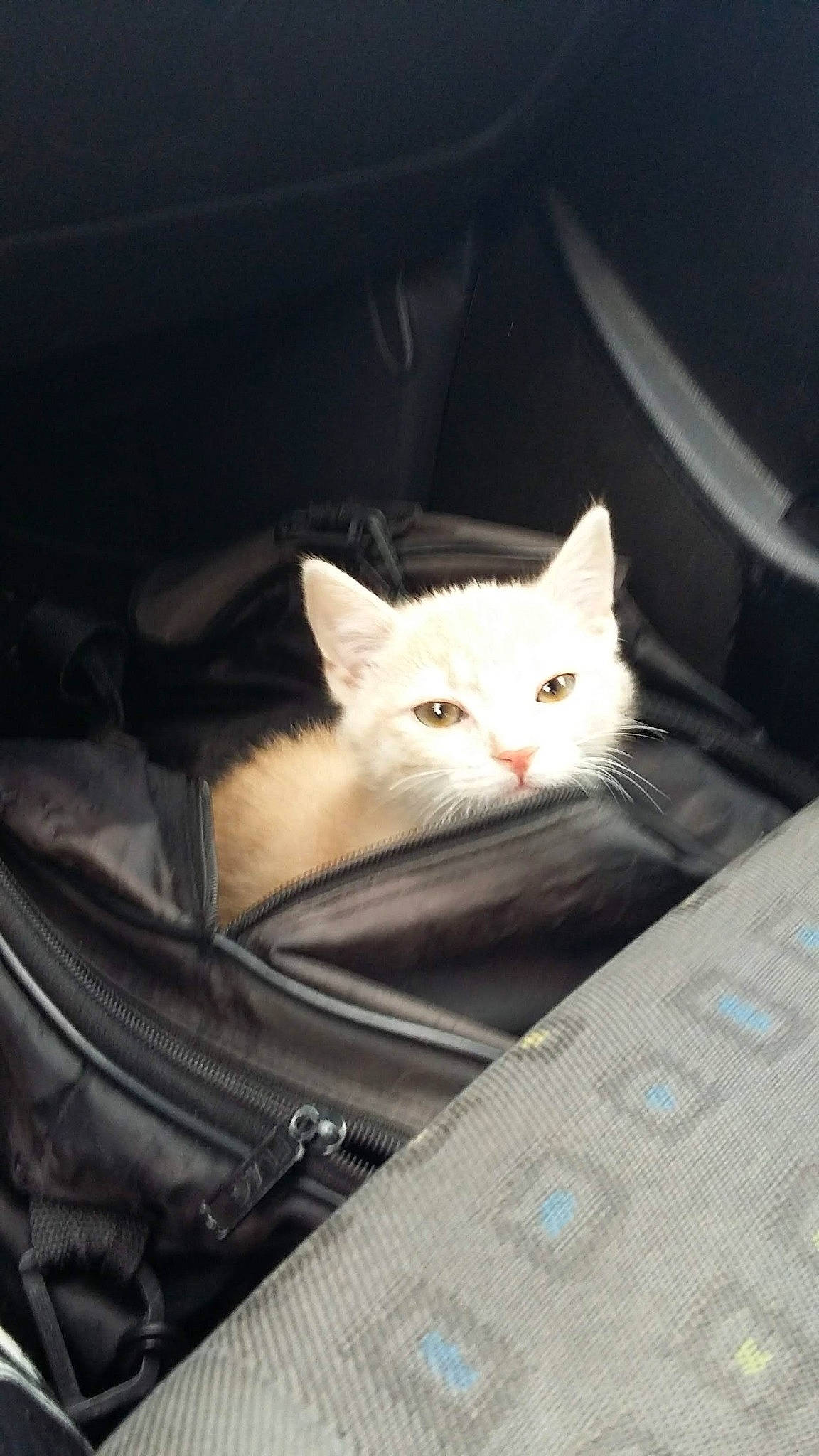 Okinawa participe au concours pour gagner de l'argent avec cette photo : bag, box, carnivore, cat, comfort, domestic_short_haired_cat, fawn, felidae, fur, luggage_and_bags, packaging_and_labeling, pattern, paw, sitting, small_to_medium_sized_cats, snout, tail, whiskers, wood