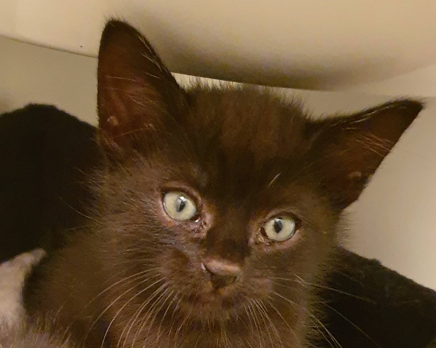 Spooky participe au concours pour gagner de l'argent avec cette photo : carnivore, cat, domestic_short_haired_cat, ear, felidae, fur, iris, small_to_medium_sized_cats, snout, terrestrial_animal, whiskers, window