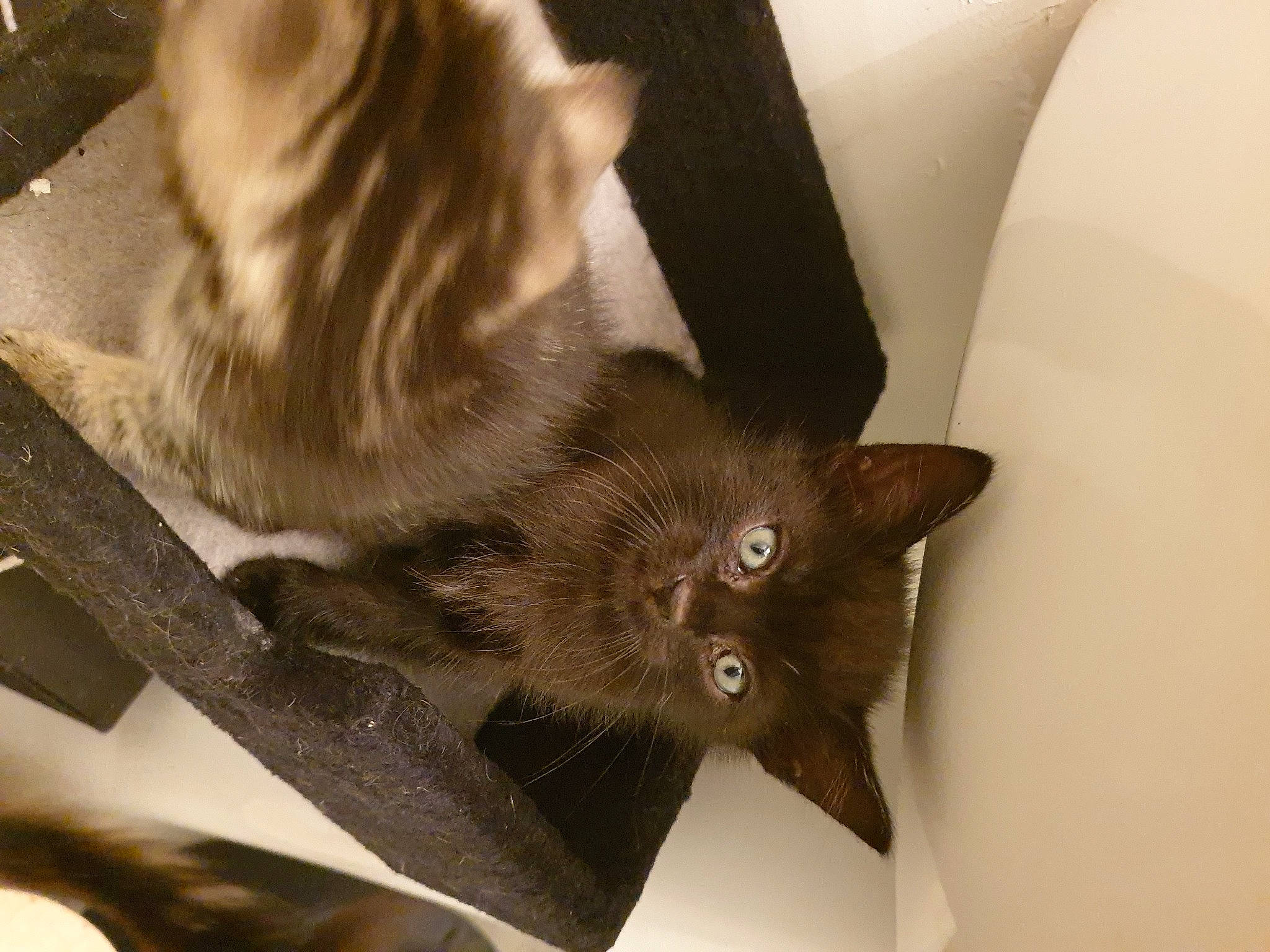 Spooky participe au concours pour gagner de l'argent avec cette photo : black_cat, box, carnivore, cat, claw, comfort, domestic_short_haired_cat, ear, fawn, felidae, fur, hardwood, paw, plant, small_to_medium_sized_cats, snout, tail, tonkinese, whiskers, wood