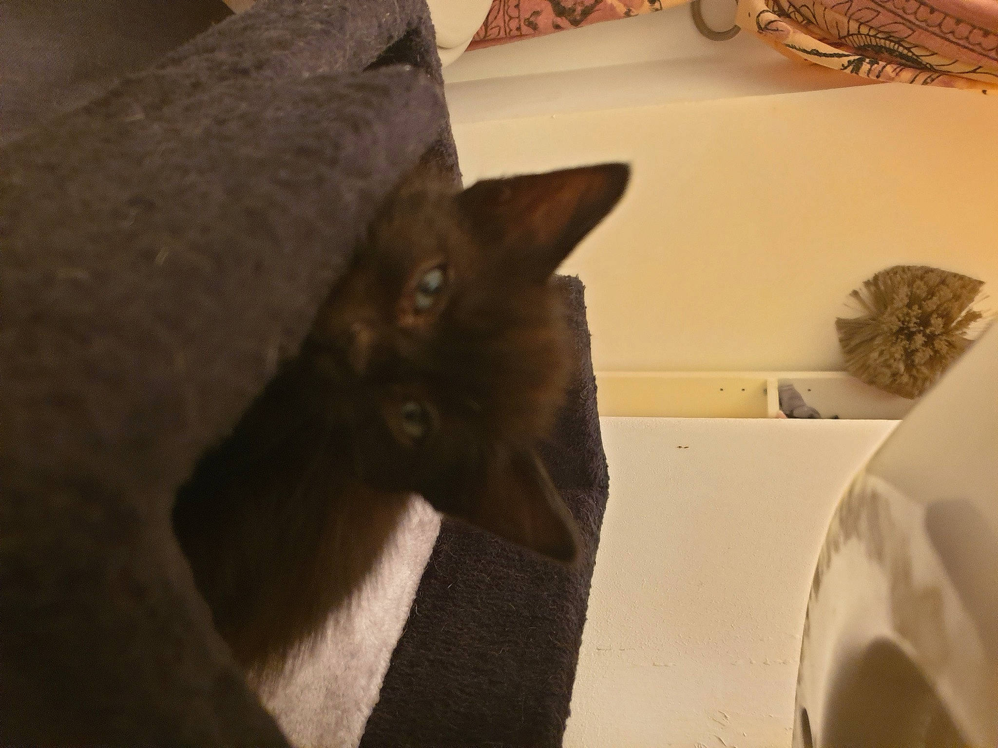 Spooky participe au concours pour gagner de l'argent avec cette photo : black_cat, box, brown, carnivore, cat, comfort, domestic_short_haired_cat, felidae, flooring, fur, grey, hardwood, mammal, room, small_to_medium_sized_cats, tail, vertebrate, whiskers, window, wood