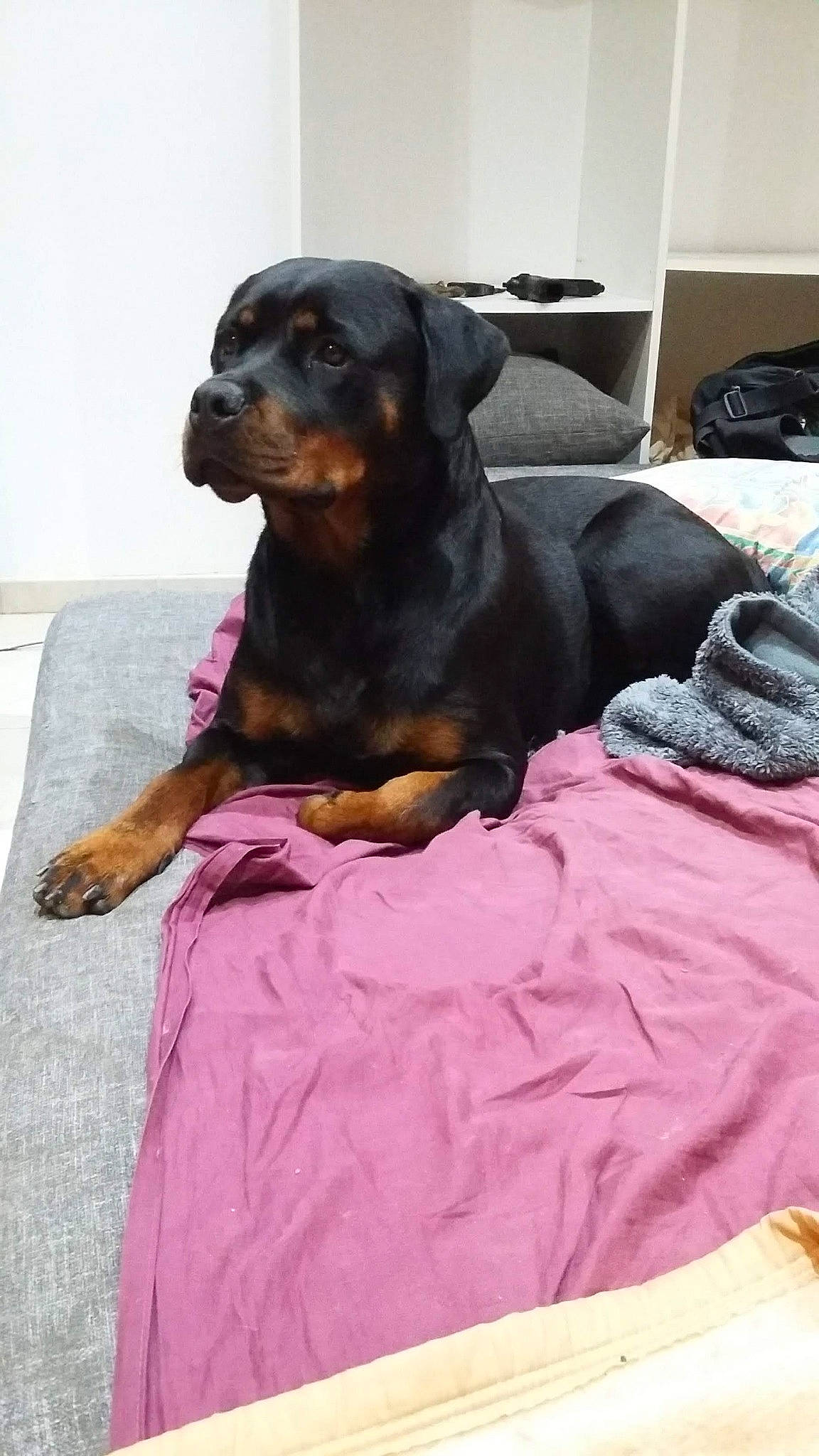 Pryska participe au concours pour gagner de l'argent avec cette photo : canidae, carnivore, comfort, companion_dog, dog, dog_breed, dog_supply, hound, hunting_dog, linens, liver, magenta, montenegrin_mountain_hound, pet_supply, purple, snout, sporting_group, terrestrial_animal, working_animal, working_dog