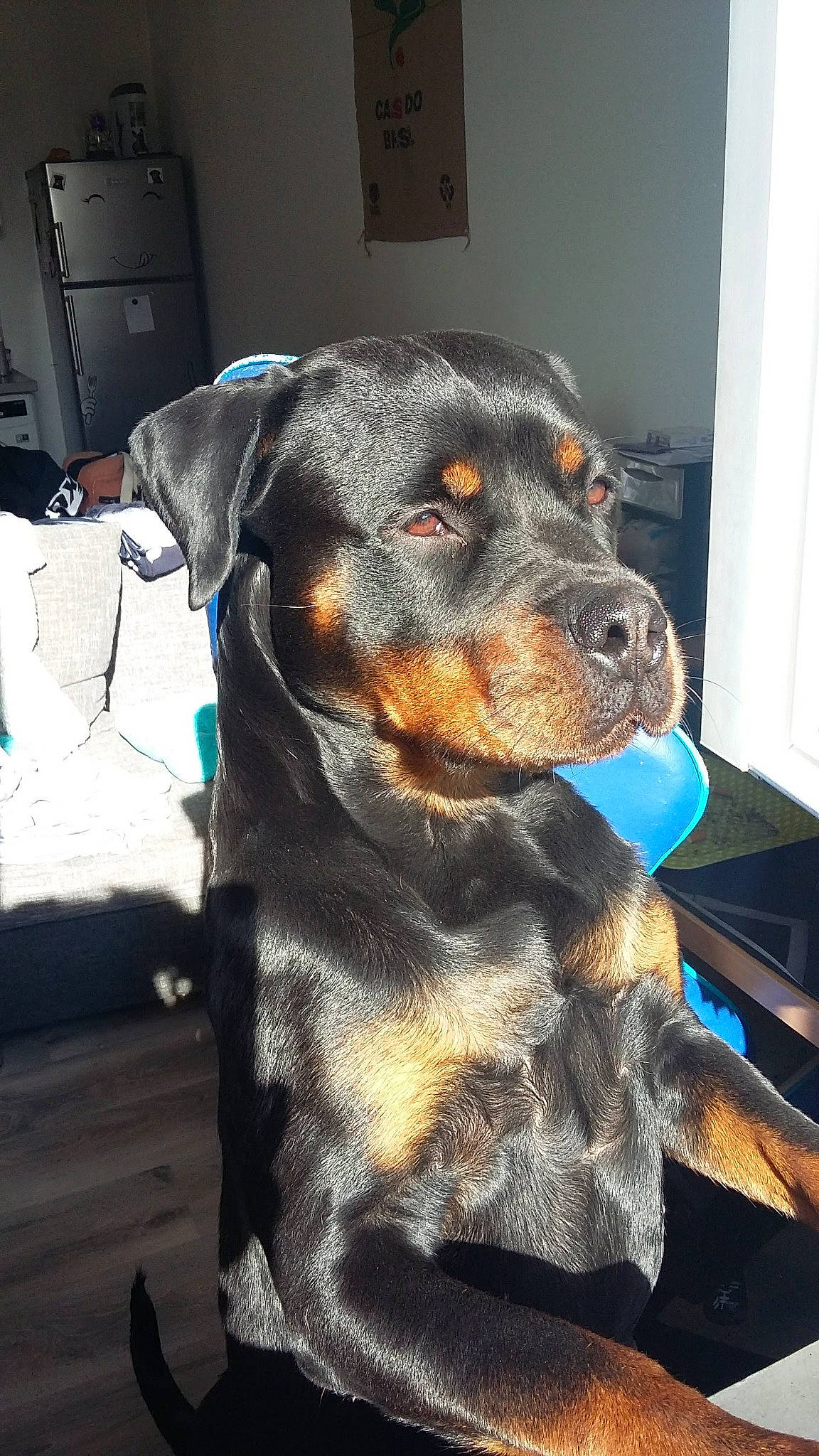 Pryska participe au concours pour gagner de l'argent avec cette photo : cabinetry, canidae, carnivore, collar, companion_dog, dog, dog_breed, dog_supply, ear, electric_blue, fur, guard_dog, hunting_dog, pet_supply, snout, sporting_group, whiskers, windshield, working_animal, working_dog