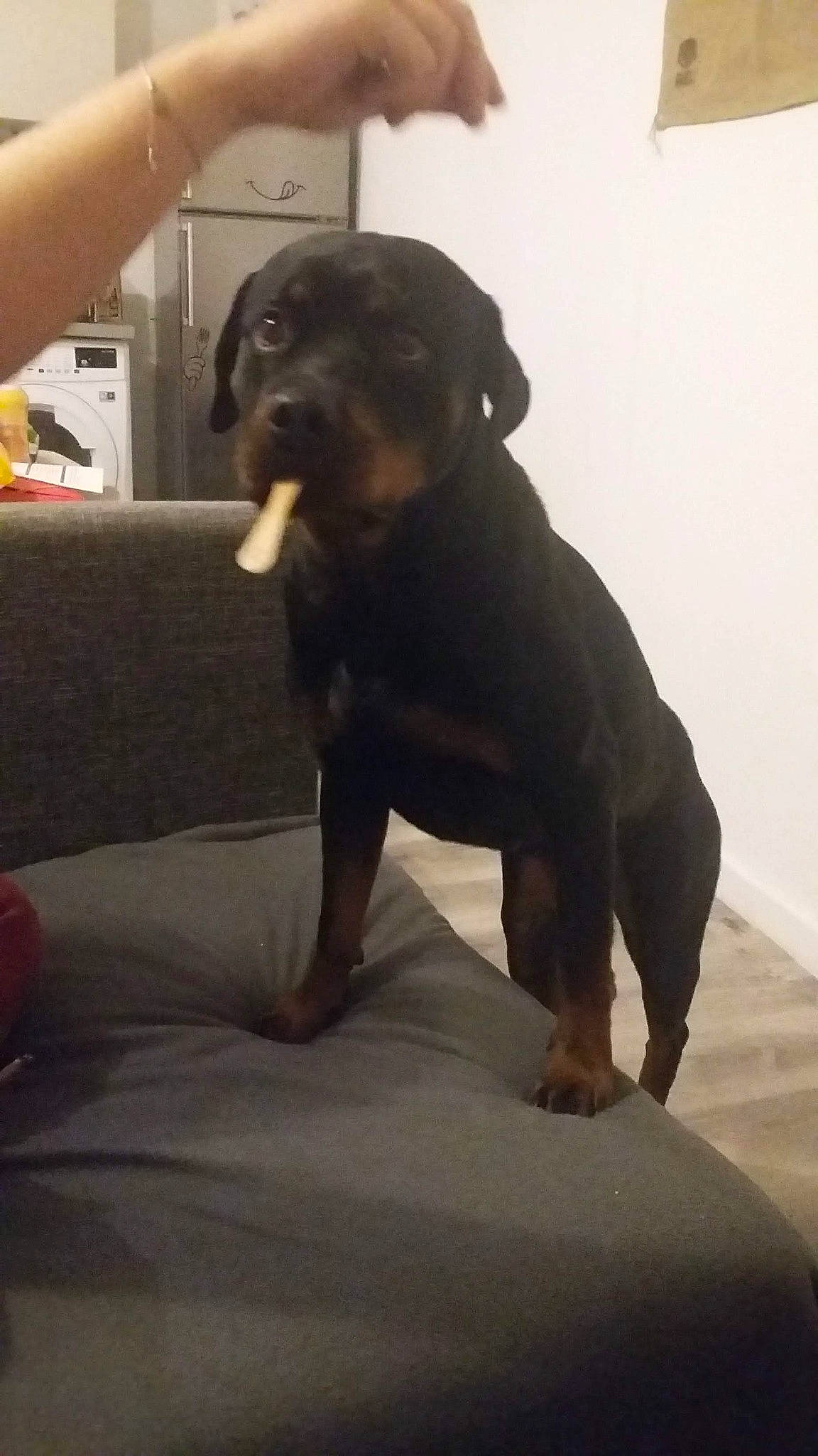 Pryska a rejoint le concours — aidez-le/la à gagner de superbes lots ! borador, canidae, carnivore, comfort, companion_dog, dog, dog_breed, fawn, flooring, fur, guard_dog, gun_dog, liver, sitting, snout, sporting_group, tail, terrestrial_animal, working_animal, working_dog