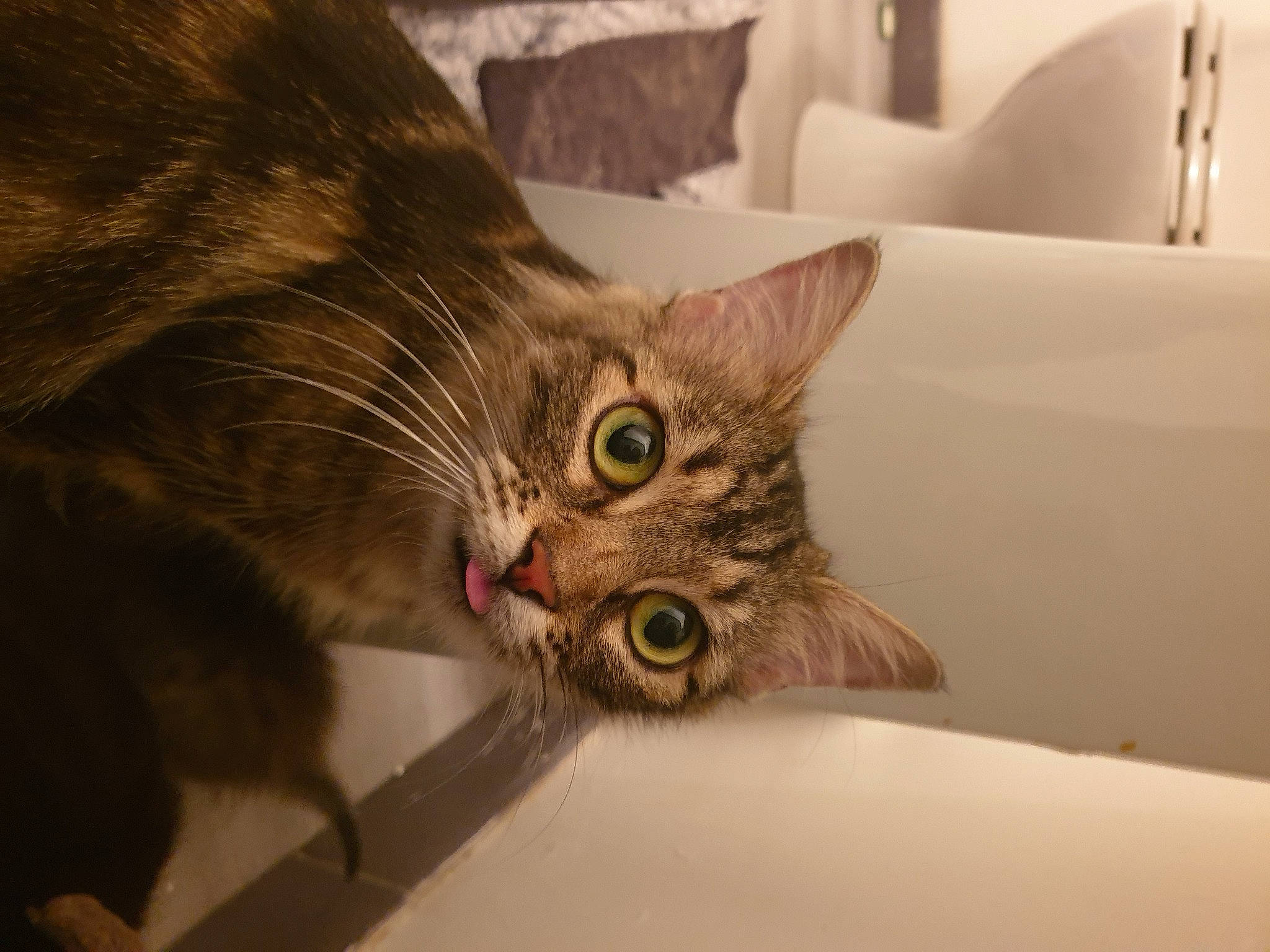 Naïvy a rejoint le concours — aidez-le/la à gagner de superbes lots ! carnivore, cat, claw, comfort, couch, domestic_short_haired_cat, ear, felidae, fur, linens, paw, pillow, room, small_to_medium_sized_cats, snout, throw_pillow, whiskers