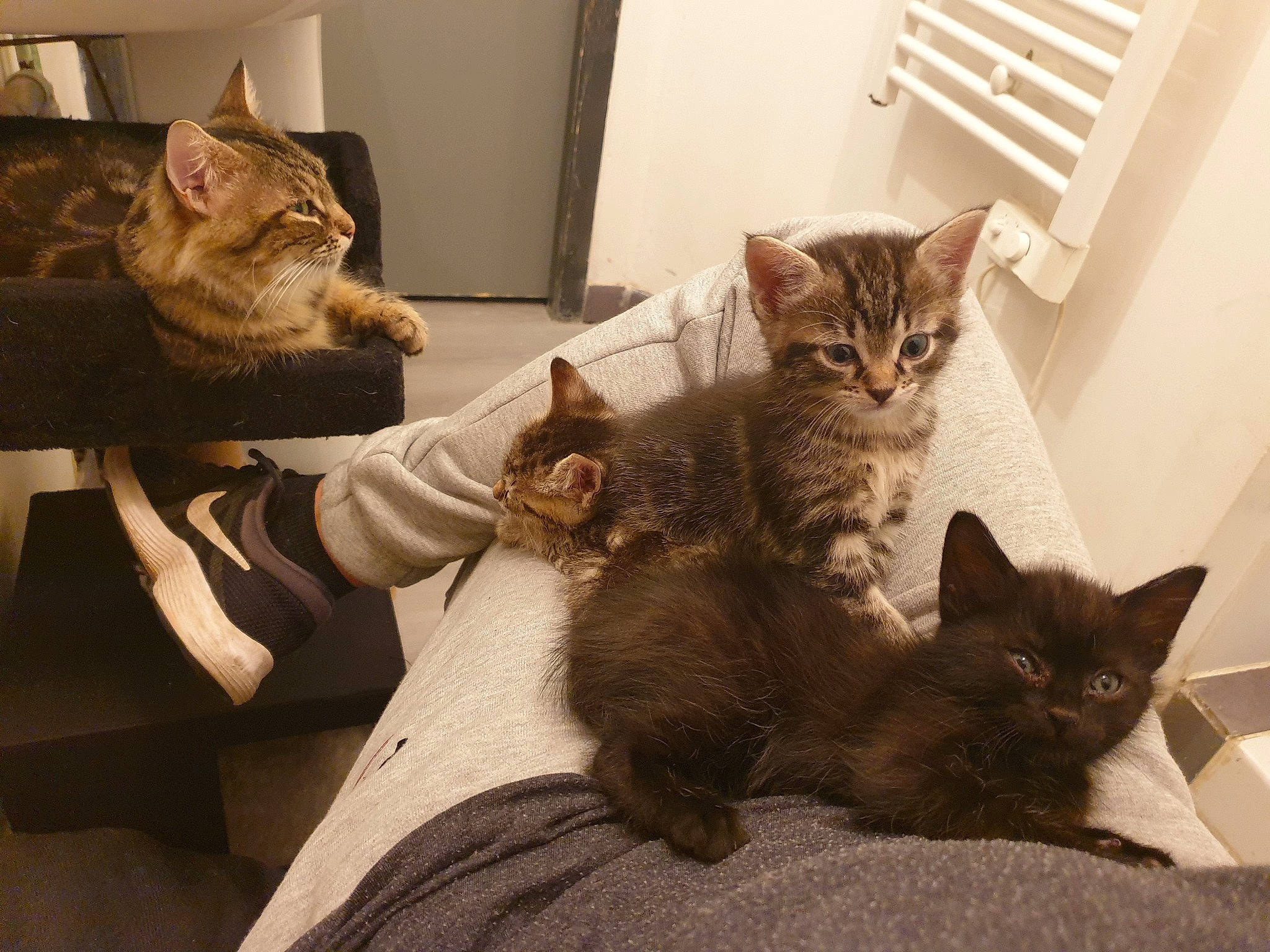 Naïvy participe au concours pour gagner de l'argent avec cette photo : bed, black_cat, brown, carnivore, cat, claw, comfort, domestic_short_haired_cat, door, felidae, fur, grey, paw, room, sitting, small_to_medium_sized_cats, snout, tail, whiskers, wood