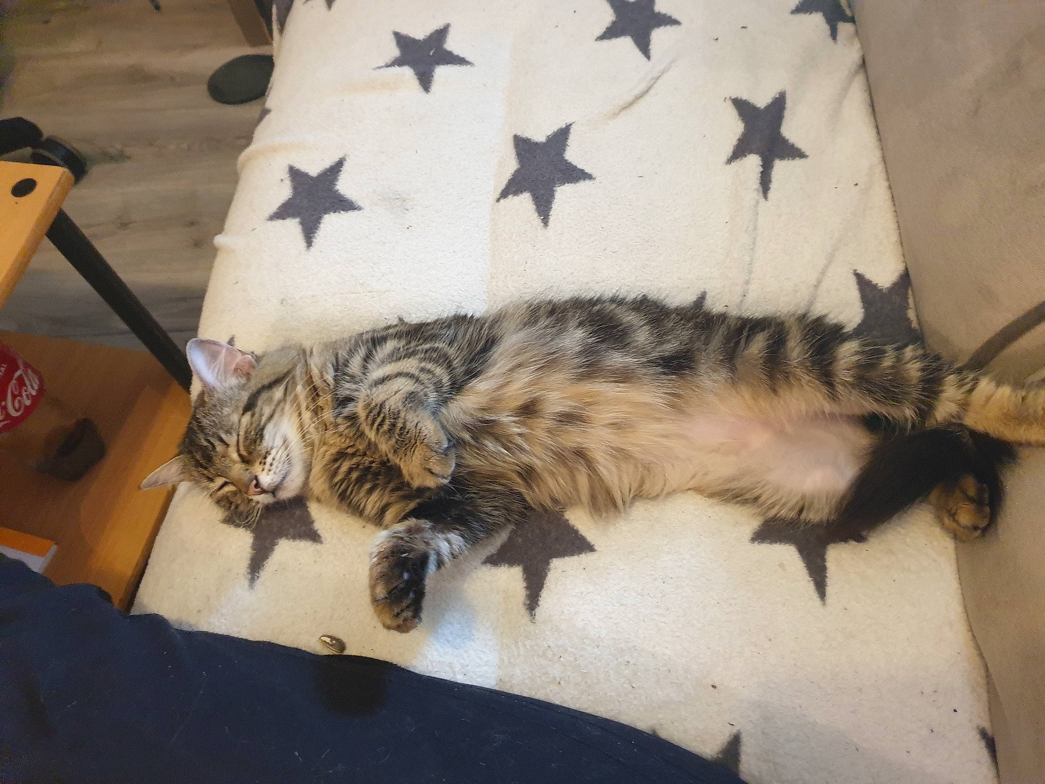 Naïvy participe au concours pour gagner de l'argent avec cette photo : box, carnivore, cat, claw, comfort, domestic_short_haired_cat, felidae, fur, mammal, nap, paw, sleep, small_to_medium_sized_cats, snout, tail, vertebrate, whiskers