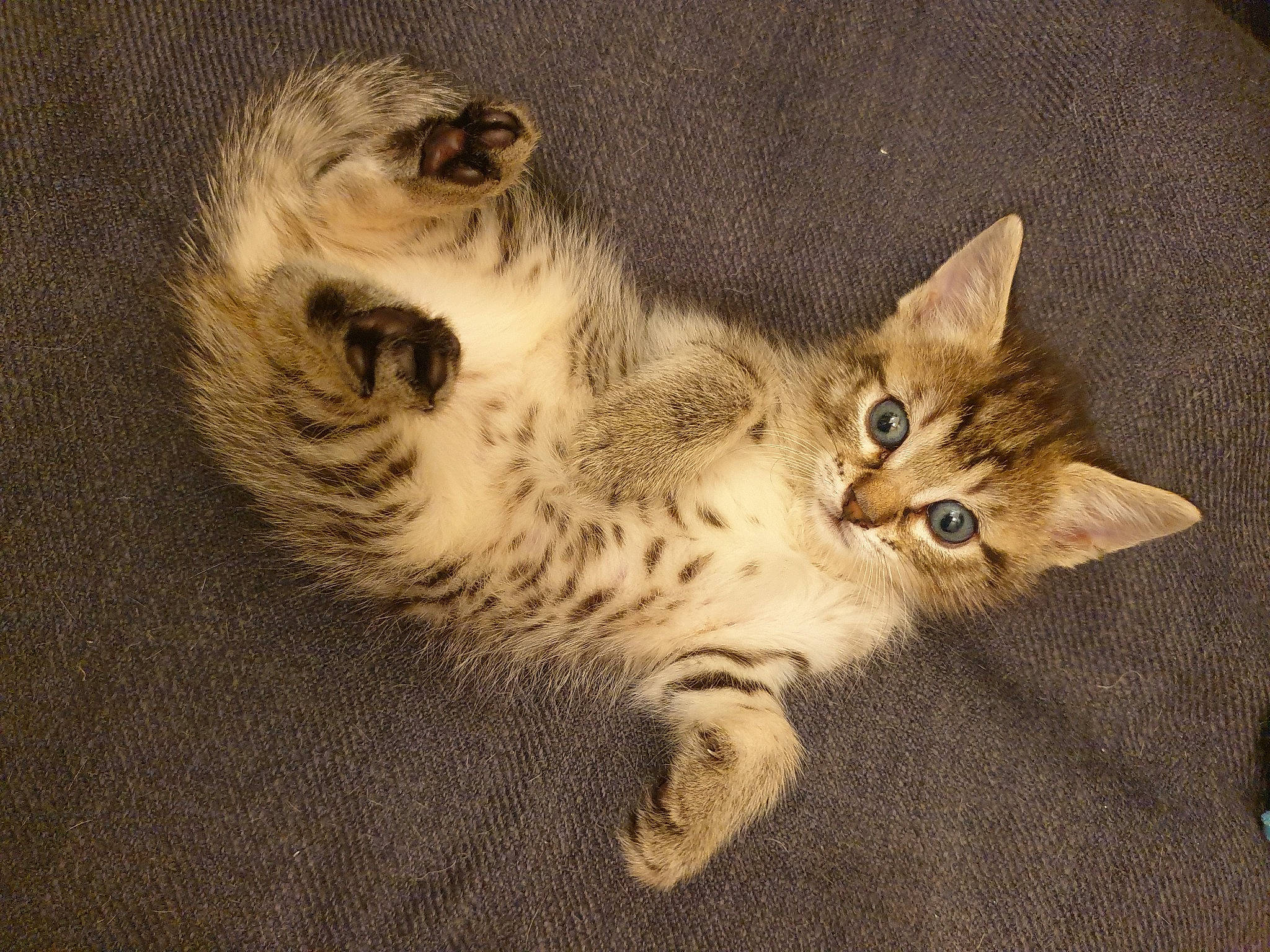 Kitty a rejoint le concours — aidez-le/la à gagner de superbes lots ! carnivore, cat, claw, comfort, couch, domestic_short_haired_cat, fawn, felidae, fur, paw, photo_caption, small_to_medium_sized_cats, snout, tail, terrestrial_animal, whiskers, wildlife, window