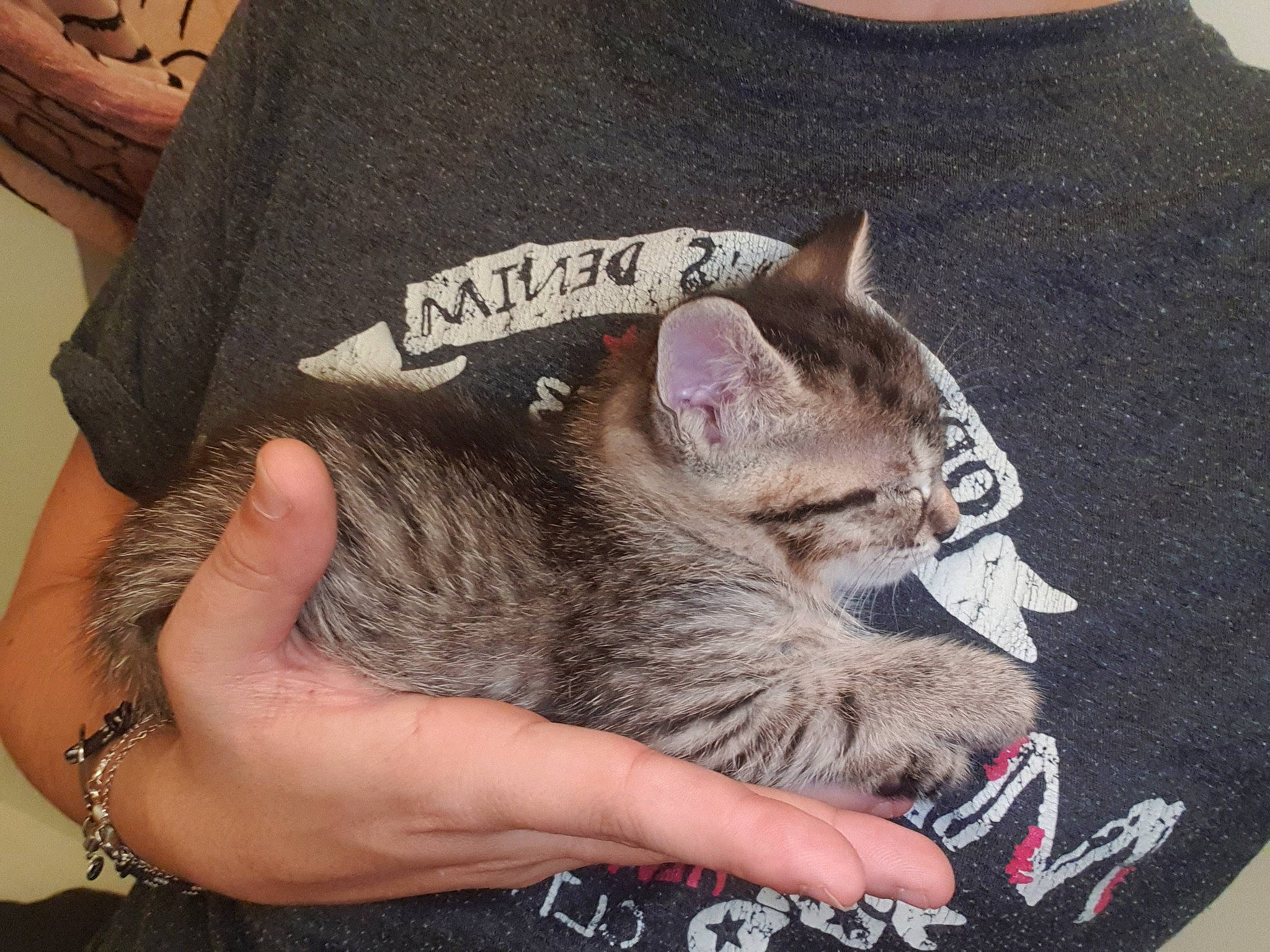 Kitty a rejoint le concours — aidez-le/la à gagner de superbes lots ! beard, canidae, carnivore, cat, domestic_short_haired_cat, ear, felidae, finger, fur, gesture, grey, hand, nail, neck, sleeve, small_to_medium_sized_cats, street_fashion, t_shirt, whiskers, wrist