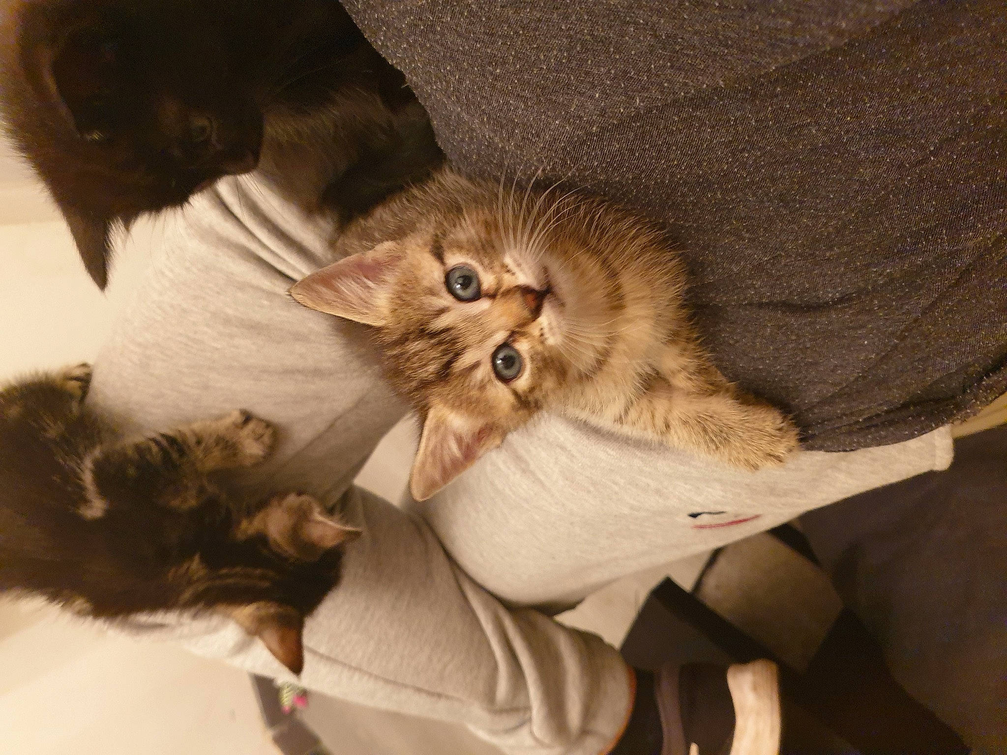 Kitty participe au concours pour gagner de l'argent avec cette photo : canidae, carnivore, cat, claw, comfort, domestic_short_haired_cat, ear, fawn, felidae, fur, gesture, paw, small_to_medium_sized_cats, snout, tail, terrestrial_animal, whiskers