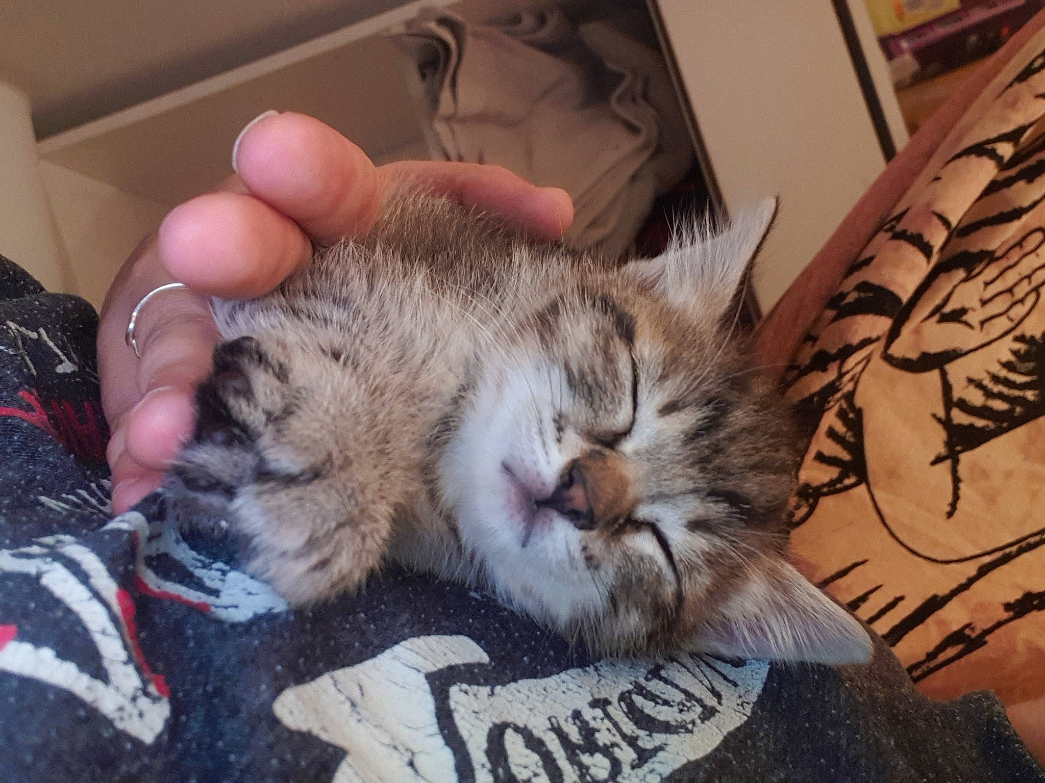 Kitty participe au concours pour gagner de l'argent avec cette photo : box, carnivore, cat, claw, comfort, domestic_short_haired_cat, felidae, fur, lap, nail, nap, paw, sleep, small_to_medium_sized_cats, snout, tail, whiskers