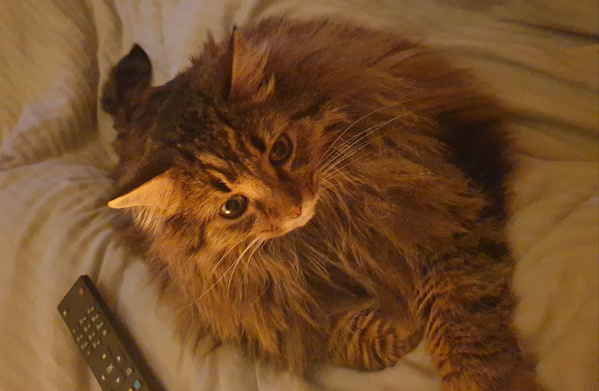 Laelio participe au concours pour gagner de l'argent avec cette photo : british_longhair, carnivore, cat, claw, domestic_short_haired_cat, fawn, felidae, fur, hardwood, maine_coon, paw, persian, remote_control, siberian, small_to_medium_sized_cats, snout, tail, terrestrial_animal, whiskers, wood