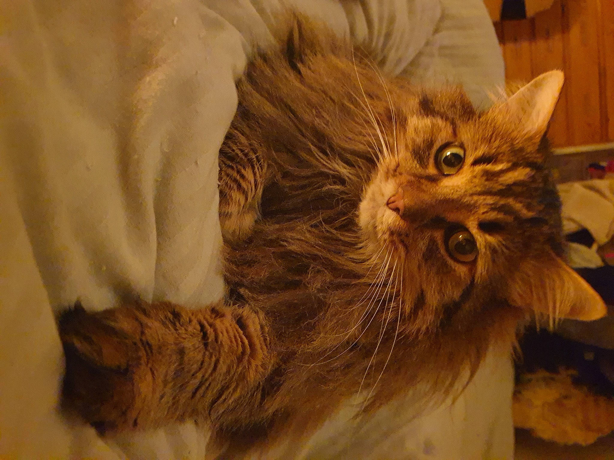 Laelio participe au concours pour gagner de l'argent avec cette photo : carnivore, cat, claw, domestic_short_haired_cat, ear, fawn, felidae, fur, maine_coon, paw, small_to_medium_sized_cats, snout, tail, terrestrial_animal, whiskers