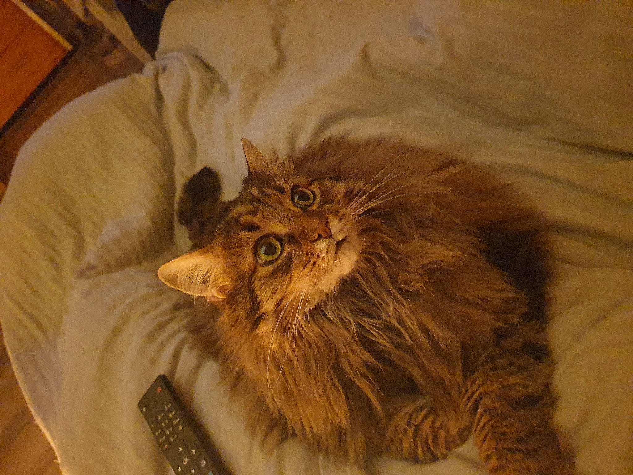 Laelio a rejoint le concours — aidez-le/la à gagner de superbes lots ! carnivore, cat, claw, comfort, domestic_short_haired_cat, fawn, felidae, fur, hardwood, liver, maine_coon, paw, persian, room, small_to_medium_sized_cats, snout, tail, terrestrial_animal, whiskers, wood