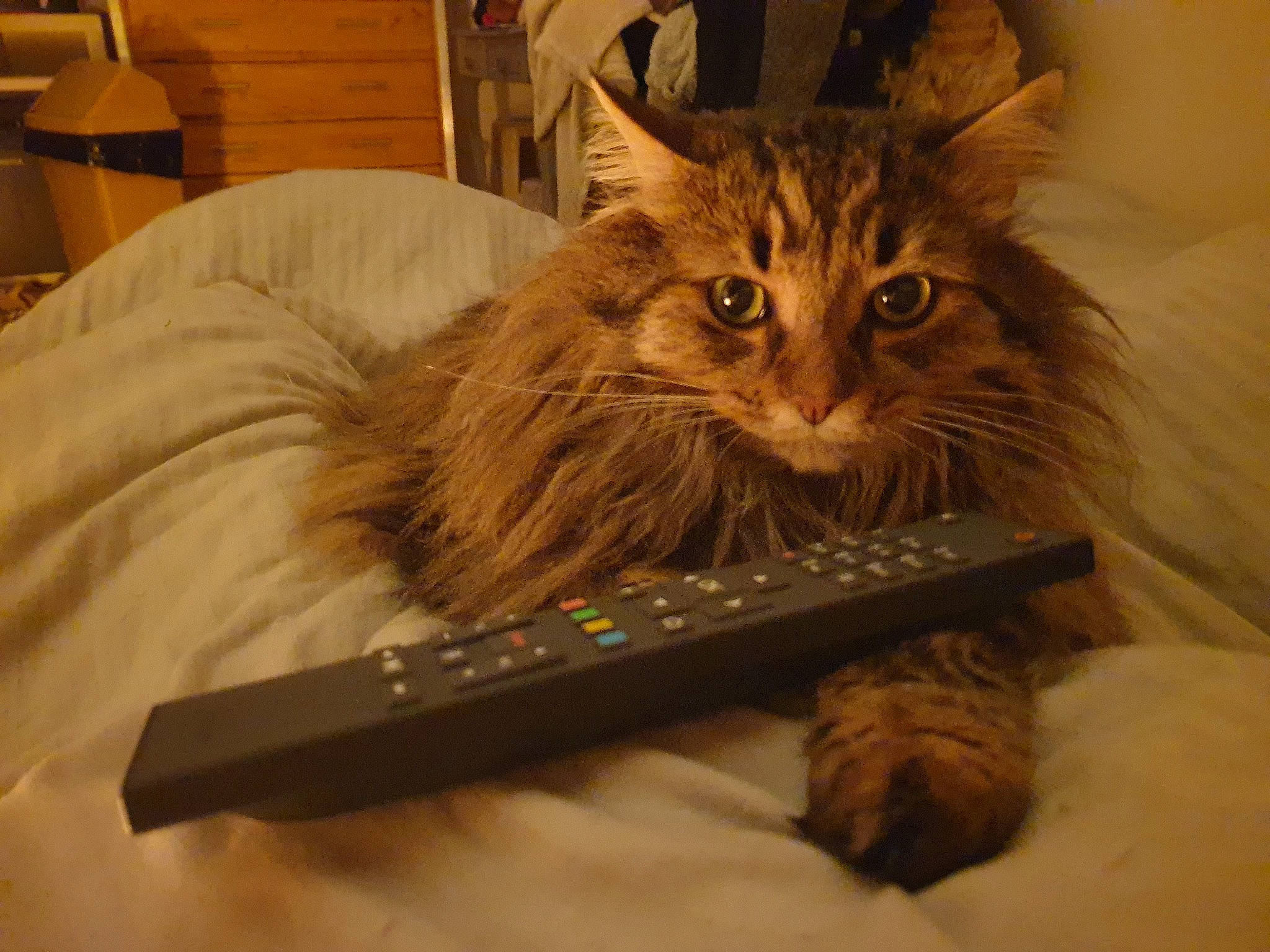 Laelio participe au concours pour gagner de l'argent avec cette photo : box, carnivore, cat, claw, comfort, domestic_short_haired_cat, felidae, fur, lamp, maine_coon, musical_instrument, paw, pet_supply, small_to_medium_sized_cats, tail, whiskers