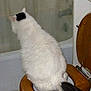 Caesar is registered to the contest to win money with this photo: cat, white_cat, black_markings, toilet, wooden_toilet_seat, bathroom, shower_curtain, floor, pet, animal, fluffy, sitting, back_view, indoor, household, funny, quirky, domestic_cat, feline, tail