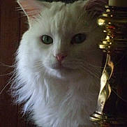 Caesar is registered to the contest to win money with this photo: cat, white_cat, fluffy, pet, indoor, candlestick, brass, closeup, curious, green_eyes, feline, whiskers, portrait, fur, animal, domestic, household, soft_light, face, cute