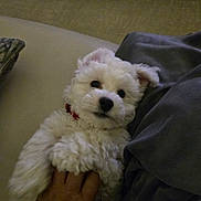 Baxter joined the competition — help win amazing prizes! animal, belly_rub, blanket, collar, cozy, cushion, cute, dog, domestic_animal, fluffy, fur, hand, indoor, lying_down, pet, puppy, relaxing, small_dog, soft, white