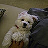 puppy, dog, white, fluffy, pet, collar, hand, indoor, blanket, cushion, lying_down, cute, small_dog, fur, domestic_animal, animal, relaxing, cozy, soft, belly_rub