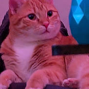 Toulouse is registered to the contest to win money with this photo: animal, background, blue_object, cat, close_up, curious, domestic_animal, face, feline, fur, ginger_cat, indoor, paw, pet, pink_tint, purple_tint, sitting, soft_lighting, whiskers, white_paws