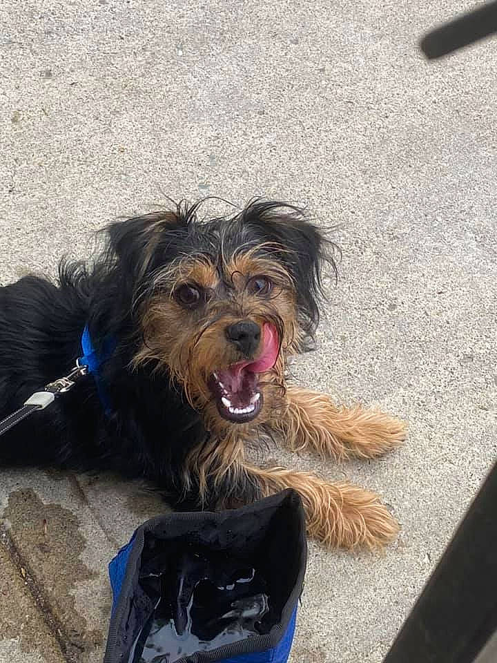 Koda Bear joined the competition — help win amazing prizes! asphalt, canidae, carnivore, collar, companion_dog, dog, dog_breed, dog_collar, dog_supply, fur, liver, road_surface, small_terrier, smile, snout, sporting_group, terrier, toy_dog, water_dog, working_animal