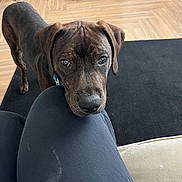 Brownie is registered to the contest to win money with this photo: dog, pet, indoor, floor, cage, dog_bed, black_rug, person, clothing, knee, brown_dog, looking_up, canine, wood_floor, collar, furniture, resting, cute, animal, companion