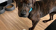 Brownie is registered to the contest to win money with this photo: dog, brindle, collar, floor, wooden_floor, kitchen, pet_bowl, food, appliance, refrigerator, stove, indoor, animal, curious, brown, black, flooring, cabinet, domestic, pet