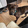 dog, brindle, collar, floor, wooden_floor, kitchen, pet_bowl, food, appliance, refrigerator, stove, indoor, animal, curious, brown, black, flooring, cabinet, domestic, pet