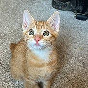 Tatum is registered to the contest to win money with this photo: kitten, cat, orange_tabby, pet, indoor, carpet, feline, young_animal, cute, curious, sitting, whiskers, ears, eyes, fur, domestic_animal, floor, home, animal, portrait