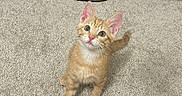Tatum joined the competition — help win amazing prizes! kitten, cat, orange_cat, carpet, indoor, pet, animal, floor, television, towel, curious, small, cute, feline, looking_up, domestic_cat, young_cat, ears, whiskers, tail