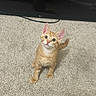 kitten, cat, orange_cat, carpet, indoor, pet, animal, floor, television, towel, curious, small, cute, feline, looking_up, domestic_cat, young_cat, ears, whiskers, tail