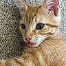 Tatum joined the competition — help win amazing prizes! cat, kitten, orange_tabby, fur, whiskers, ears, eyes, tongue, close_up, pet, animal, cute, lying_down, carpet, texture, young, domestic_cat, feline, playful, indoor