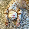 Tatum joined the competition — help win amazing prizes! cat, ginger_cat, tabby, sleeping, relaxed, carpet, indoor, pet, cute, fur, whiskers, paw_pads, stretching, adorable, animal, mammal, domestic_cat, resting, cozy, feline