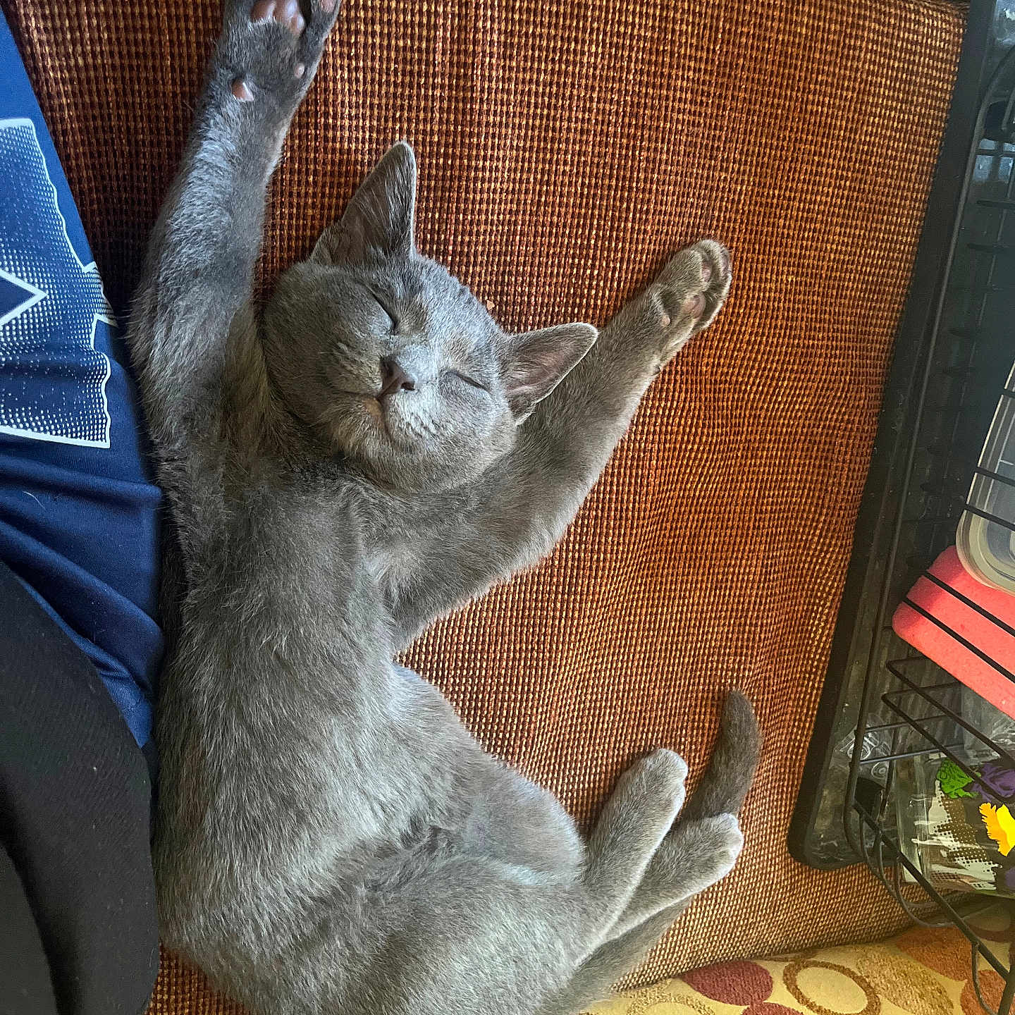 Smokey is registered to the contest to win money with this photo: abyssinian, animal, architecture, armchair, building, cat, chair, couch, cushion, furniture, homedecor, indoors, interiordesign, kitten, livingroom, manx, person, pet, room, sleeping