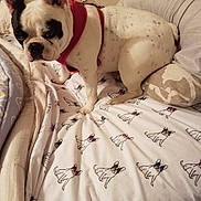 Ava Nicole joined the competition — help win amazing prizes! bed, bedding, black_patch, blanket, cartoon, clothing, cute, dog, domestic_animal, furniture, indoor, leash, pattern, pet, pink_harness, resting, sitting, sleep_area, soft_furnishing, white_dog