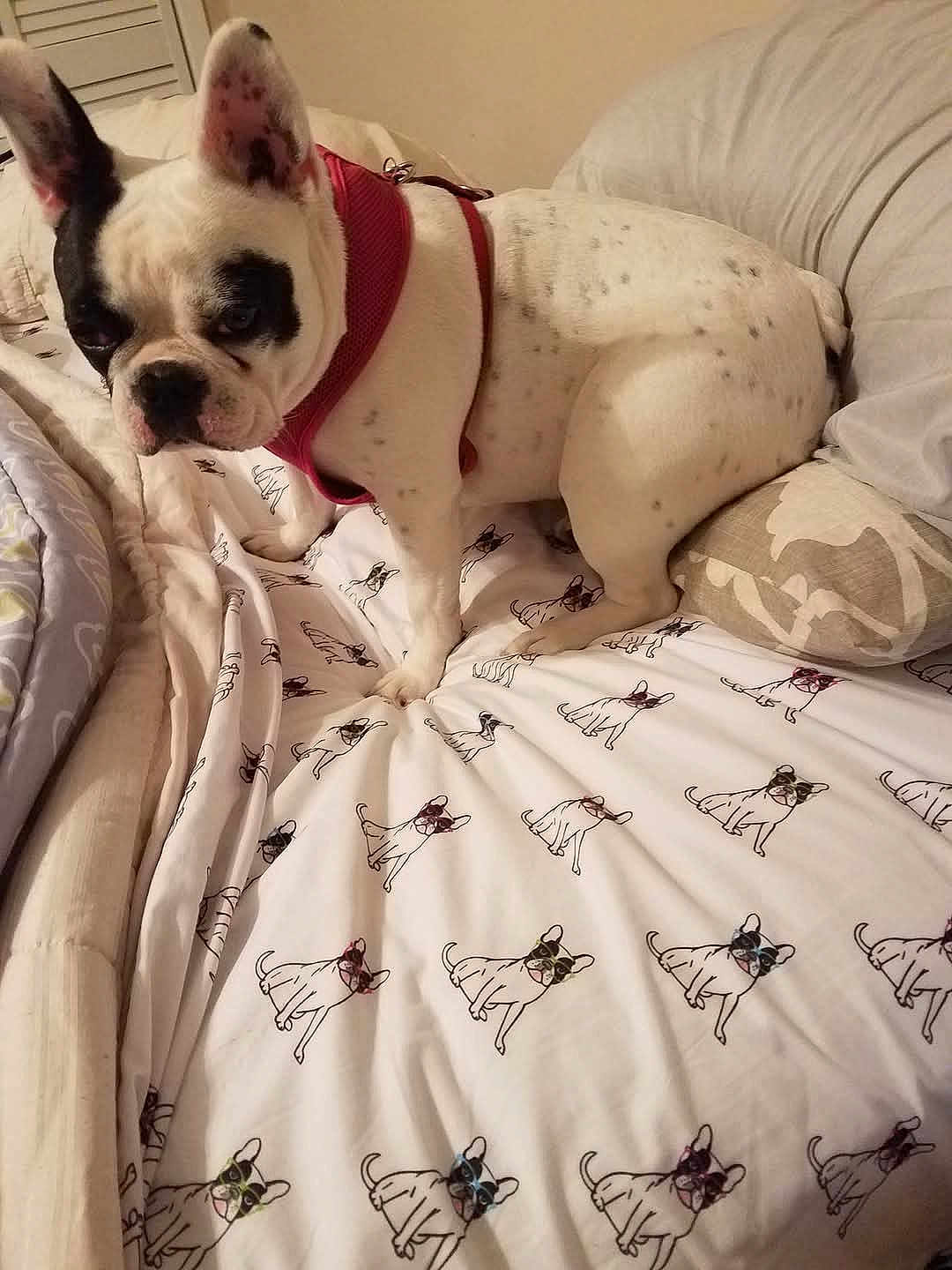 Ava Nicole joined the competition — help win amazing prizes! bed, bedding, black_patch, blanket, cartoon, clothing, cute, dog, domestic_animal, furniture, indoor, leash, pattern, pet, pink_harness, resting, sitting, sleep_area, soft_furnishing, white_dog