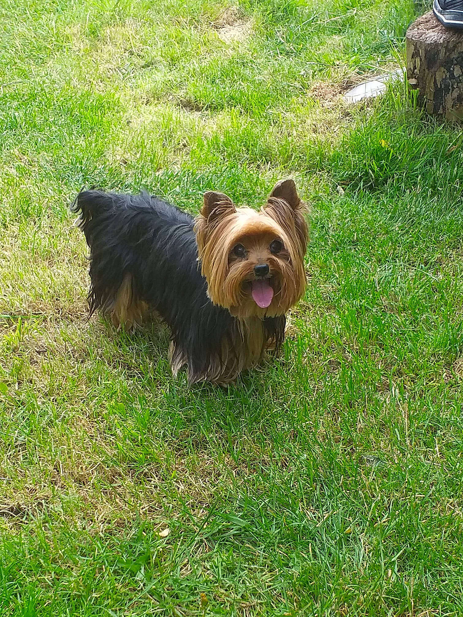 Diane a rejoint le concours — aidez-le/la à gagner de superbes lots ! australian_silky_terrier, australian_terrier, biewer_terrier, cairn_terrier, canidae, carnivore, companion_dog, dog, dog_breed, grass, mammal, norwich_terrier, rare_breed_dog, skye_terrier, small_terrier, sporting_group, terrier, toy_dog, vertebrate, yorkshire_terrier
