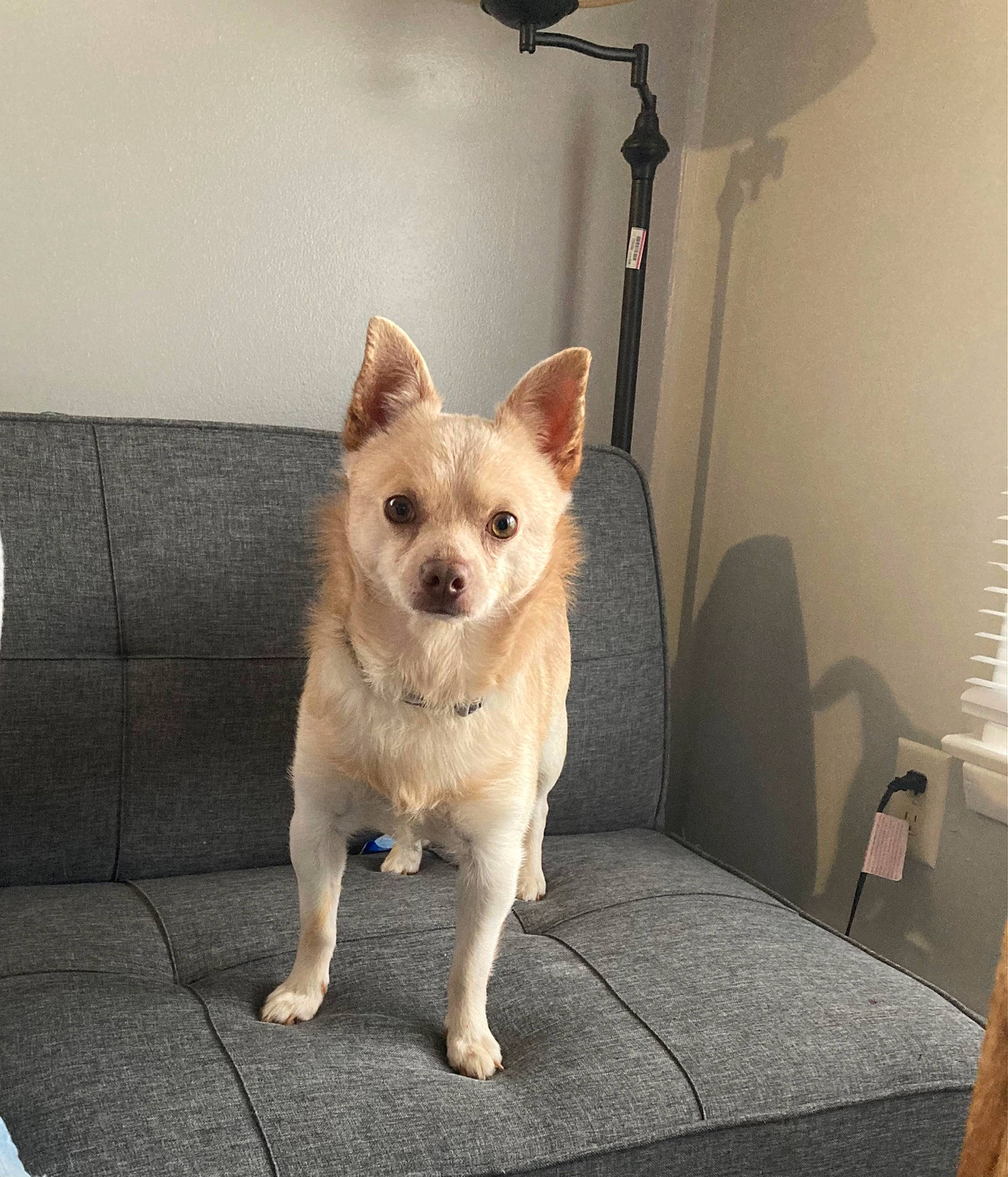 Gizmo is registered to the contest to win money with this photo: carnivore, chair, companion_dog, dog, dog_breed, dog_supply, fawn, felidae, flooring, fur, furniture, snout, sporting_group, table, tail, terrestrial_animal, toy_dog, whiskers, window_blind, working_animal