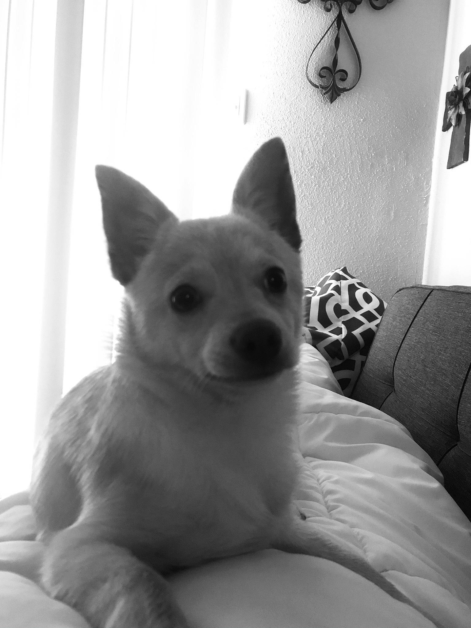 Gizmo joined the competition — help win amazing prizes! carnivore, comfort, companion_dog, curtain, dog, dog_breed, ear, fur, jaw, lamp, light, light_fixture, monochrome, monochrome_photography, sitting, snout, tail, whiskers, white, working_animal