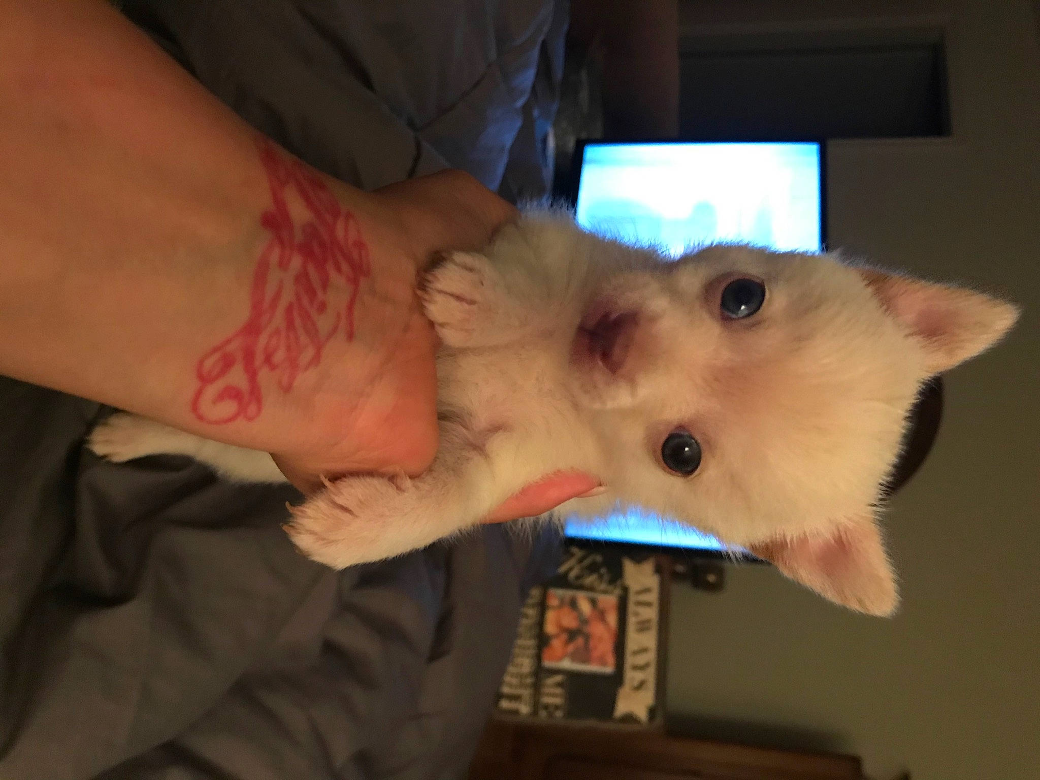 Gizmo is registered to the contest to win money with this photo: canidae, carnivore, chest, companion_dog, dog_breed, ear, elbow, eyelash, felidae, finger, flesh, fur, gesture, human_leg, nail, small_to_medium_sized_cats, temporary_tattoo, thumb, whiskers, wrist