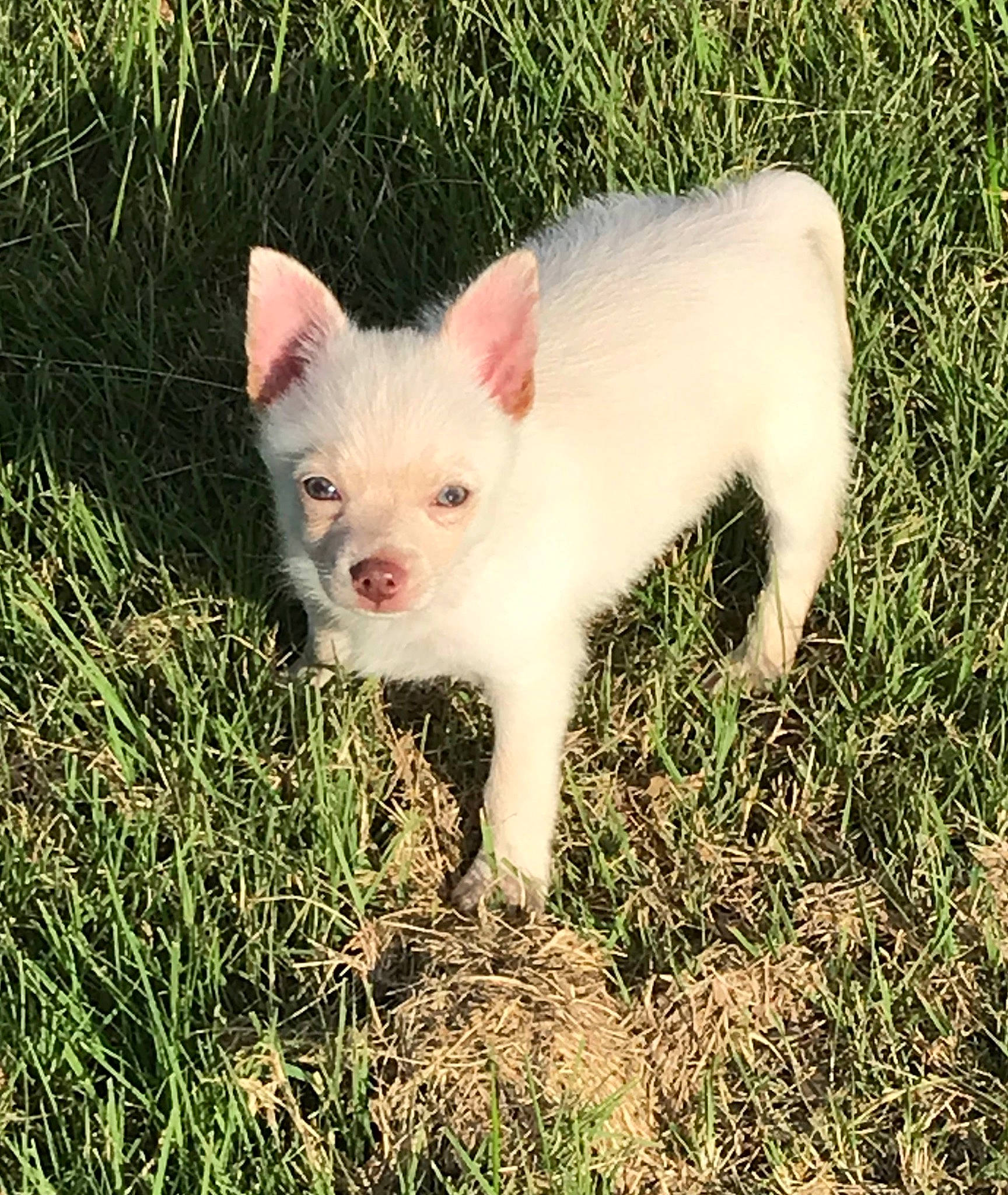 Gizmo is registered to the contest to win money with this photo: canidae, carnivore, companion_dog, dog, dog_breed, eye, fawn, fur, grass, grassland, herbaceous_plant, livestock, non_sporting_group, pasture, plant, snout, sporting_group, tail, terrestrial_animal, whiskers