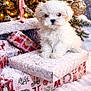 puppy, dog, white_fur, gift_box, christmas_tree, snow, ornament, holiday, festive, lights, winter, cute, fluffy, decorations, present, indoors, celebration, seasonal, animal, small_dog
