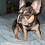 Life. joined the competition — help win amazing prizes! dog, french_bulldog, pet, bed, indoor, ears, brown, black, tan, animal, canine, closeup, portrait, cute, companion, looking_away, soft_focus, background_blur, domestic, furniture