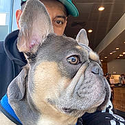 Life. is registered to the contest to win money with this photo: dog, french_bulldog, pet, man, cap, adidas, indoor, cafe, window, ear, face, animal, collar, person, seated, light, clothing, beige, brown, black