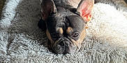 Life. joined the competition — help win amazing prizes! dog, french_bulldog, pet, indoor, fluffy_rug, sunlight, floor, ears, face, canine, animal, resting, cozy, comfortable, brown, black, white, fur, portrait, relaxed