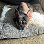 dog, french_bulldog, pet, indoor, fluffy_rug, sunlight, floor, ears, face, canine, animal, resting, cozy, comfortable, brown, black, white, fur, portrait, relaxed