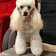 Myrtille a rejoint le concours — aidez-le/la à gagner de superbes lots ! dog, poodle, white, fluffy, pet, indoor, chair, seated, animal, cute, canine, fur, portrait, living_room, furniture, cozy, looking_at_camera, domestic, companion, calm