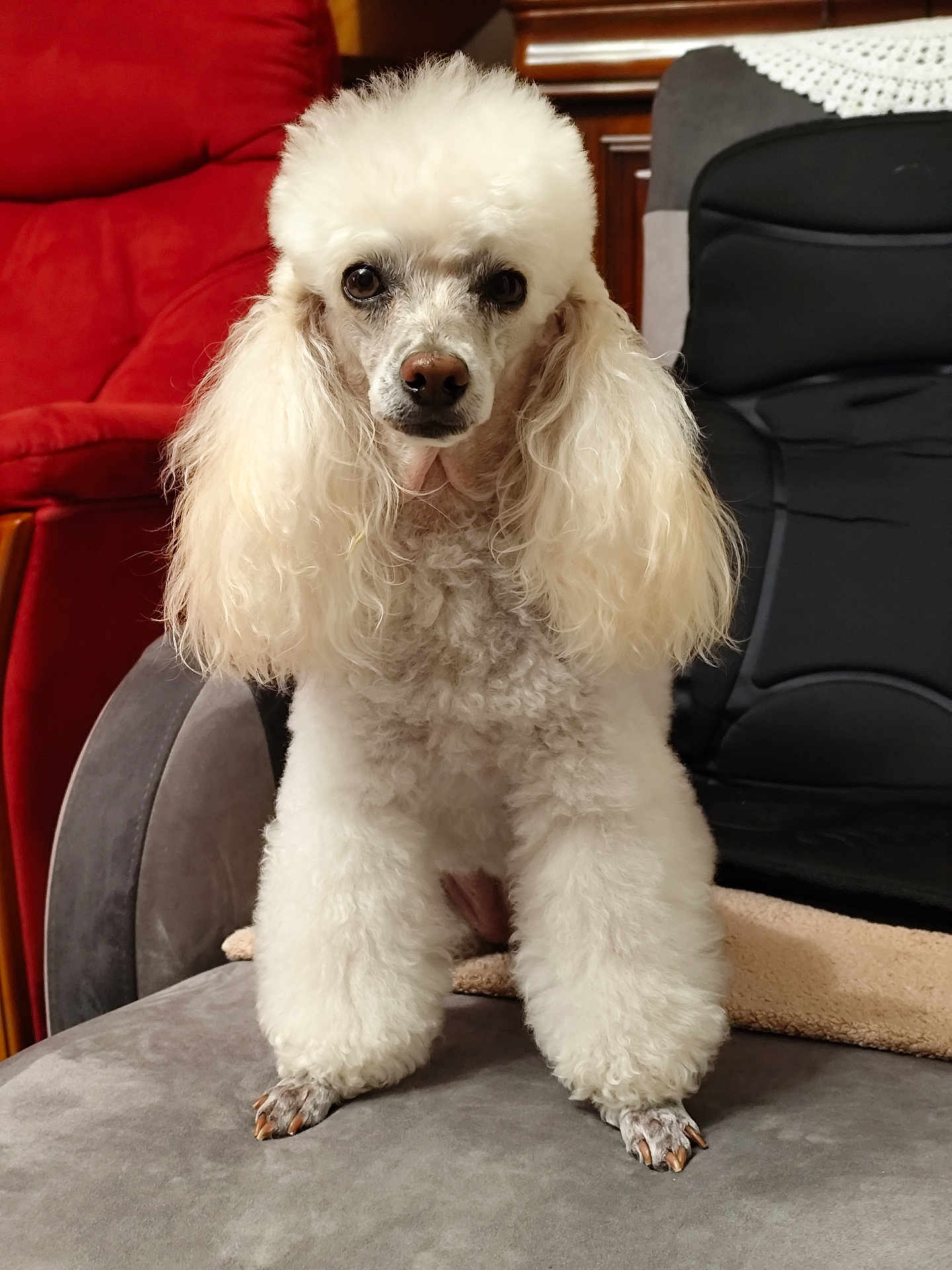 Myrtille a rejoint le concours — aidez-le/la à gagner de superbes lots ! dog, poodle, white, fluffy, pet, indoor, chair, seated, animal, cute, canine, fur, portrait, living_room, furniture, cozy, looking_at_camera, domestic, companion, calm